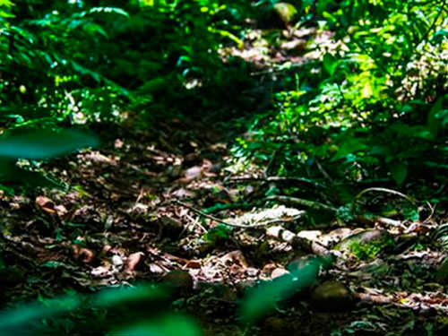 Caminhada Ecológica e Banho de Rio